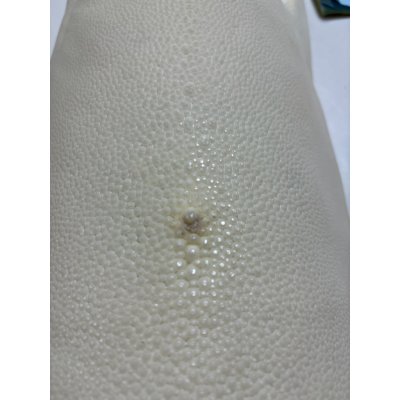 画像2: 鮫皮　規格外 　大　