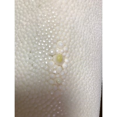 画像4: 鮫皮　規格外 　特大　