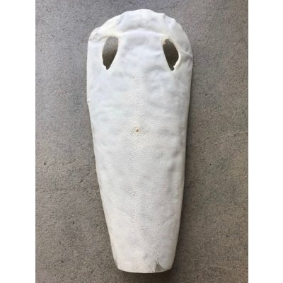 画像1: 鮫皮　規格外 　大　