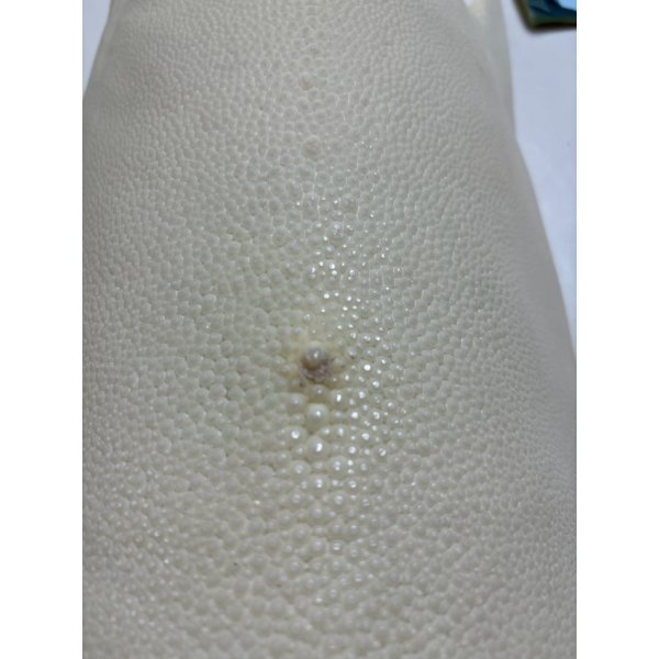 画像2: 鮫皮　規格外 　特大　 (2)