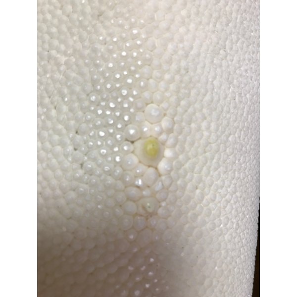 画像4: 鮫皮　規格外 　特大　 (4)