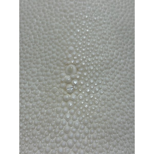 画像1: 鮫皮　規格外 　特大　 (1)