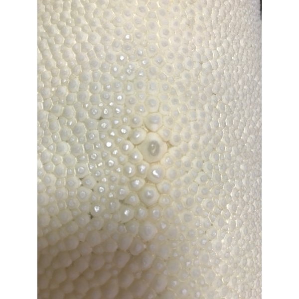 画像3: 鮫皮　規格外 　特大　 (3)